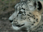 Snow leopard