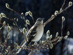Mockingbird in Magnolia