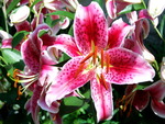 Asiatic Lily