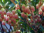 Redvein Enkianthus