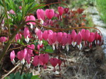 Bleeding Heart