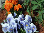 Pansies in Garden