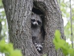 racoon on tree