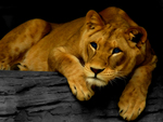 Beautiful Female Lion