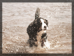 Dog Splash
