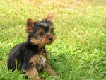 Mini-Yorkie Puppy