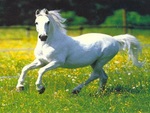 White Horse