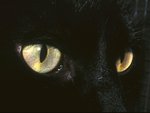 Mystic-cat-eyes