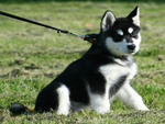 Alaskan Malamute cub