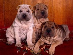 3 SHARPEI PUPS 