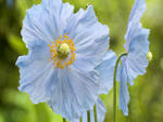 Blue Poppy Flowers