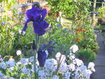 Deep purple bearded iris and white sweet rocket.