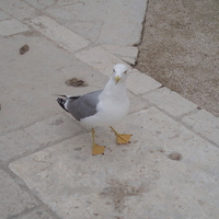 Seagull