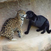 black lepard