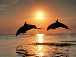 Dolphin Pair in the Sunset