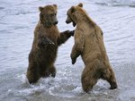 grizzlys fighting