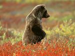 grizzly bear in field