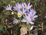 Crocuses