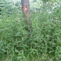 The Edge of the Forest