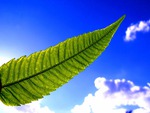 tree leaf