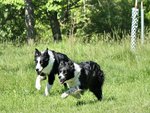 Running Collies