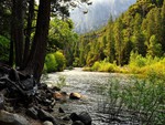 River in a Mountain Forest