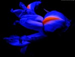 Iris on black