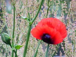 Red Poppy, with Sorrel in the background.