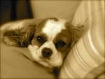 Cavalier King Charles Spaniel