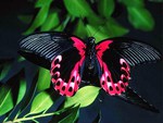 Black and red flying jewel