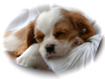 Cavalier King Charles Spaniel Puppy