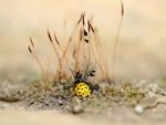 Yellow LadyBug