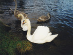 Swan Family