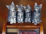 4 CUTE CATS POSING FOR PHOTOGRAPH