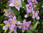 Abundance of clematis