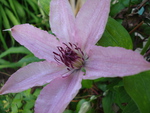Blooming clematis