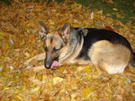 Fall dog