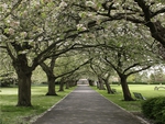 Blossom Path