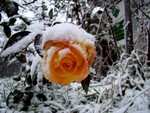 SNOW CAPPED ORANGE ROSE