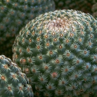 Pettable Cactus