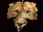 Lion Leaf