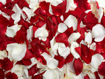 Rose Petals