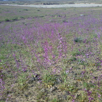 Iran   Gonabad   Flowers 2