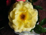 Yellow rose