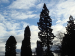 Trees and Sky