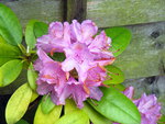 Rhododendron