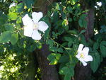 Dog rose