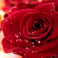 Red Rose HD 1080p