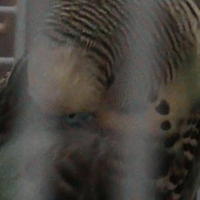 my budgie honeybird