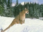 snow puma